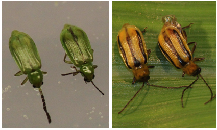 What Effect Did Winter Temperatures Have On Corn Rootworm Egg Survival?