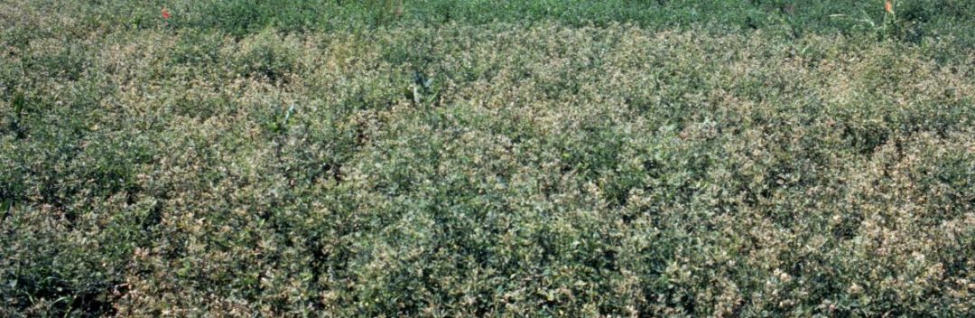 Alfalfa-Weevils-Pest-Forage-Damage.jpg
