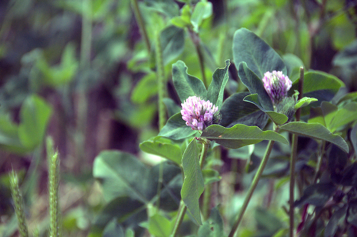 Alfalfa, Red Clover can Furnish N for Following Crops