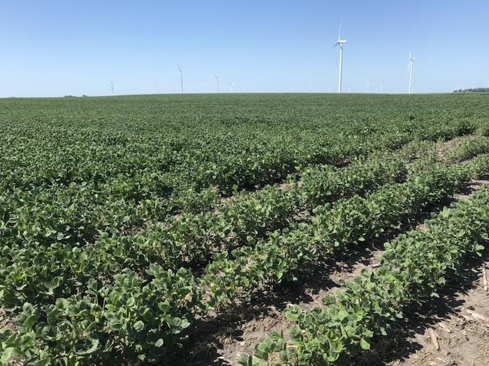 Image of Soybean plant fertilized with AMS