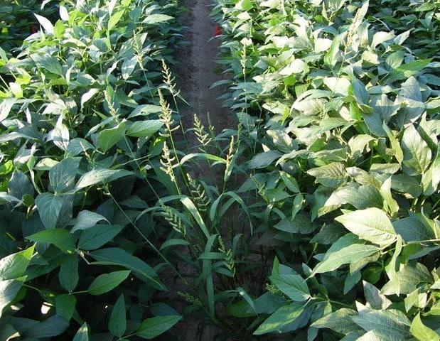 Narrow-row soybeans and barnyard grass