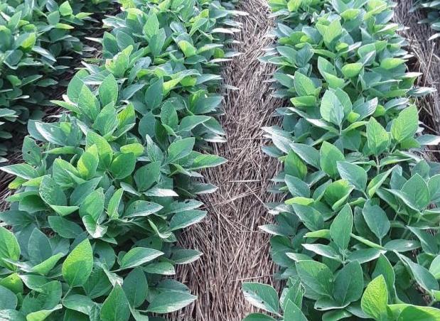 Narrow rows with no-tilled corn and soybeans