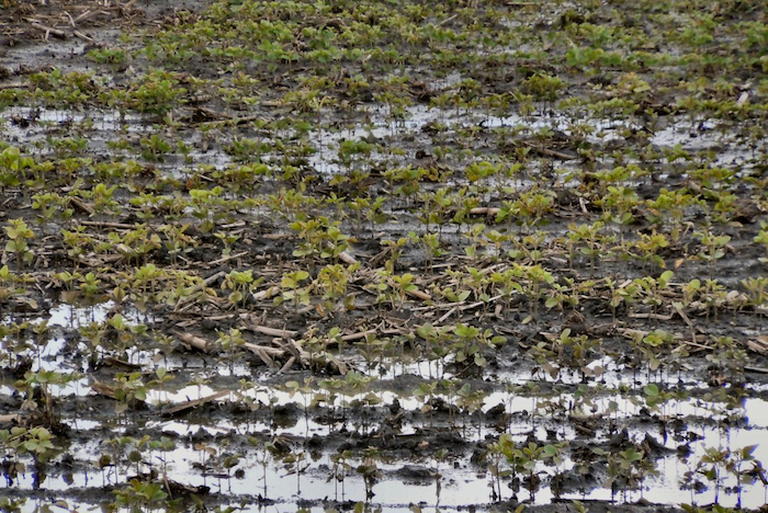 Transition-To-No-Till