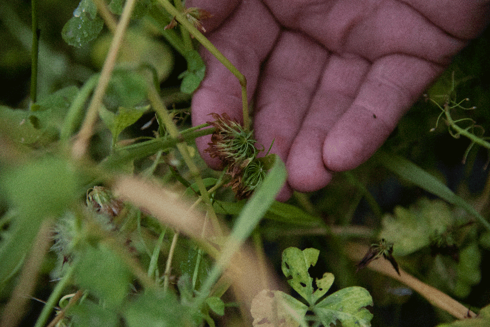 No-Tiller’s Cover Crop Nets 650 Pounds of K.png