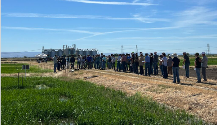 Crowd-of-Rice-Growers