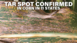 Tar-Spot-Confirmed-in-Corn-in-11-States.png