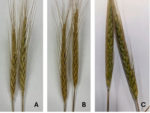 Wheat-x-Triticale-Hybrid-F01.jpg