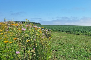 Pollinator-Planting-w-soybeans-2023-1536x2048.jpg