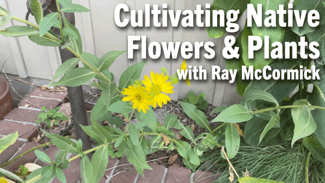 Cultivating-Native-Flowers-&-Plants-with-Ray-McCormick.png