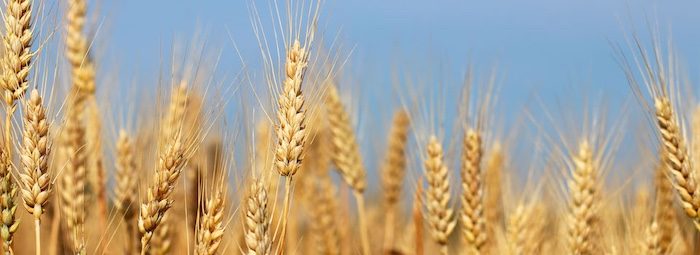 winter-wheat-plants-banner.jpg