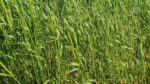 2025-01-24-cover-crops-figure-5.jpg