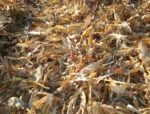 2008-Fall-Harvest-018.jpg