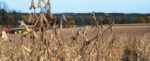 Soybeans-21.jpg