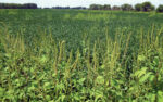 Giant-ragweed-3.jpg