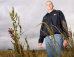 johnson-waterhemp.jpg