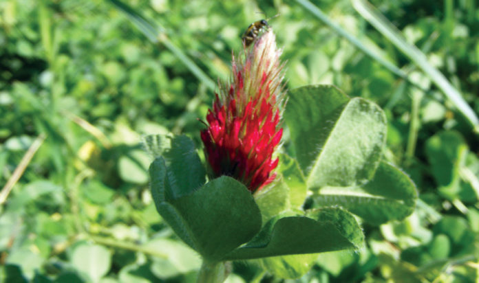 Flower Preservation, Crimson Clover Flower Farm