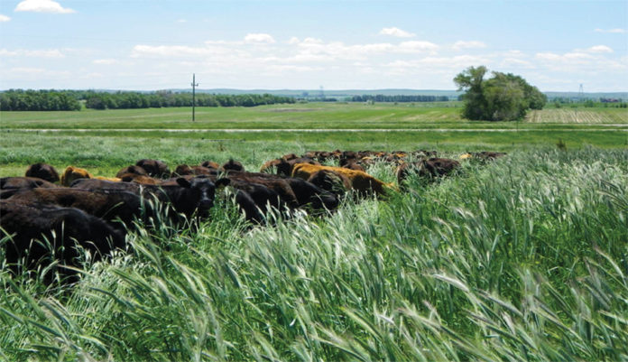 Cattle as the Cash Crop » Green Cover