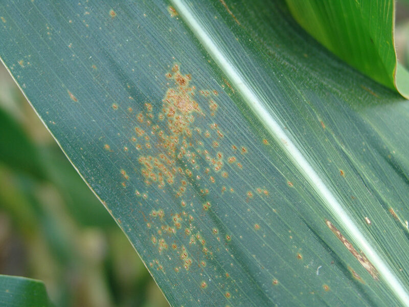 Southern rust