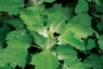 grown-lambsquarters.jpg