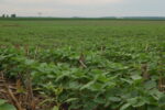 soybean field