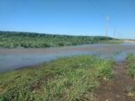 Flooded Cornfield