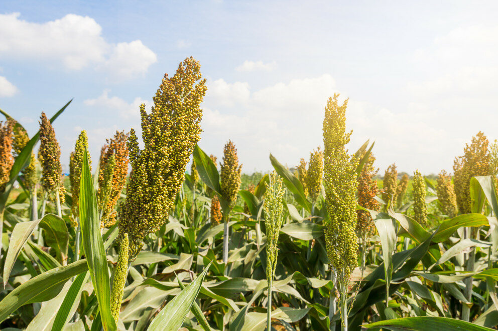 Two sorghum varieties