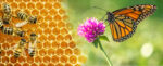 bees on honeycomb and monarch on clover