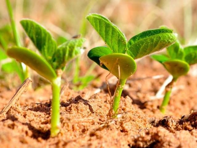 Recommendations for Late Planted Soybeans