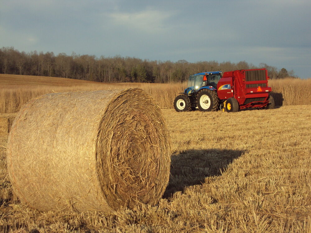 baling switchgrass