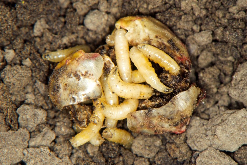 Avoiding Injury from Seed Corn Maggot