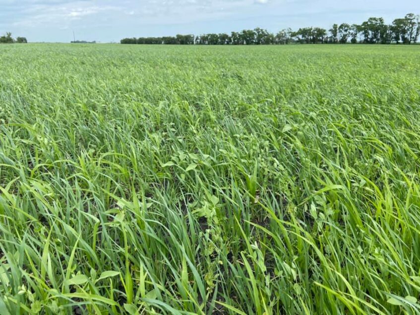 annual-cover-crops-an-additional-forage-source