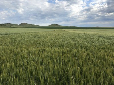 WestBred Launches New Winter Wheat Lines