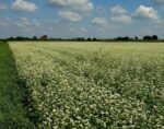 buckwheat in bloom