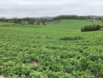 farm landscape