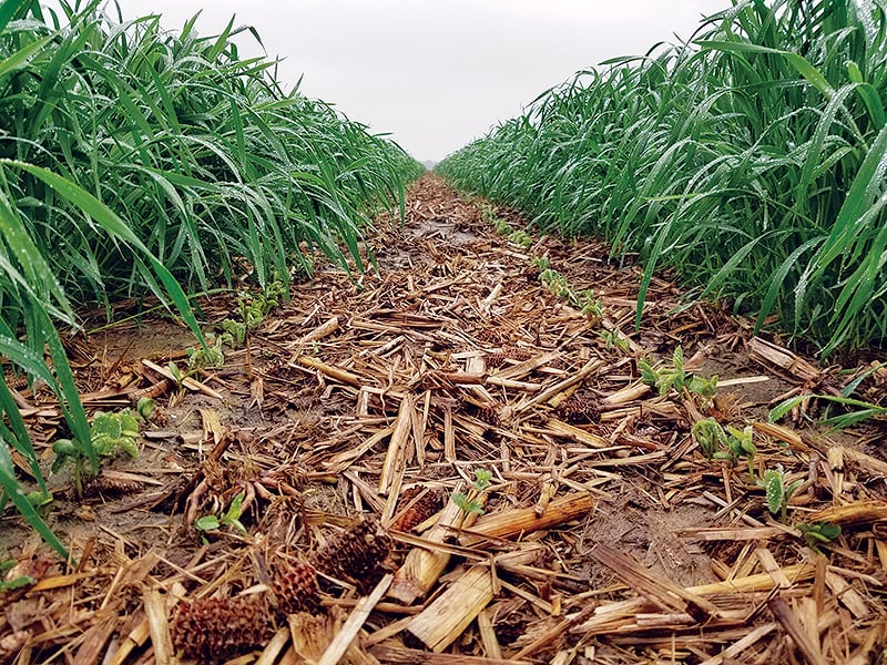 https://www.no-tillfarmer.com/ext/resources/images/2020/CTG-April/Jason-Mauck/2-beans-emerging.jpg