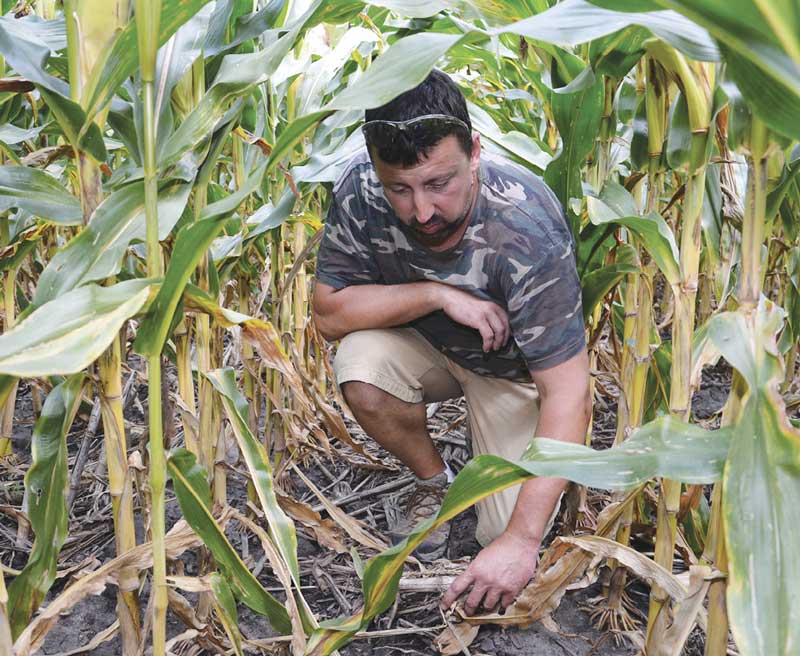 Tips For Harvesting Downed Corn, And Dealing With The Aftermath