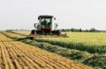 harvesting cover crops