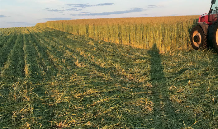 Elbon-cereal-rye-after-soybeans-and-then-planted-corn-into-it-before-they-began-crimping.jpg