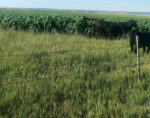 cowcalf-pairs-graze-sorghum-sudangrass.jpg