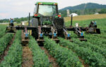 mowing-cover-crops.jpg