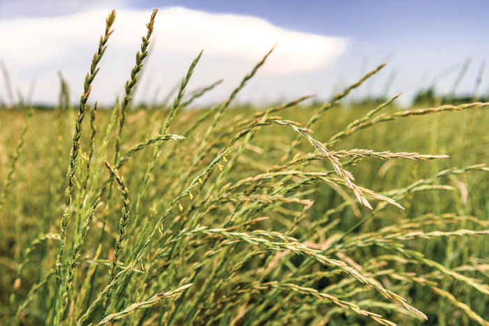 Perennial Legumes - The Land Institute