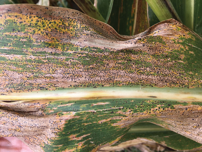 corn leaves infected with tar spot