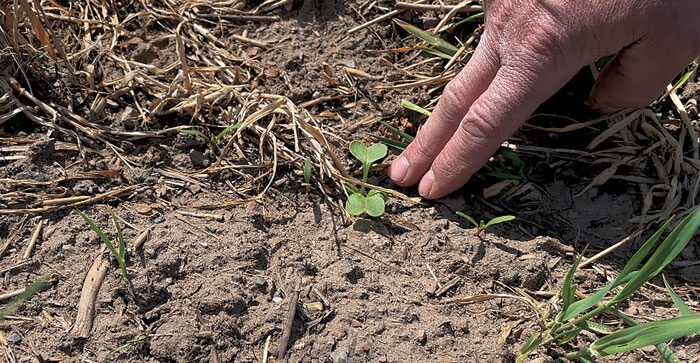 John-Burk-points-out-a-sprouting-radish.jpg