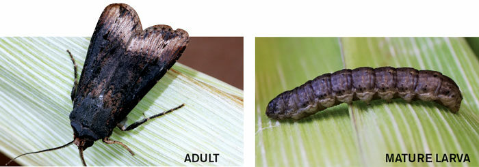 black-cutworm.jpg