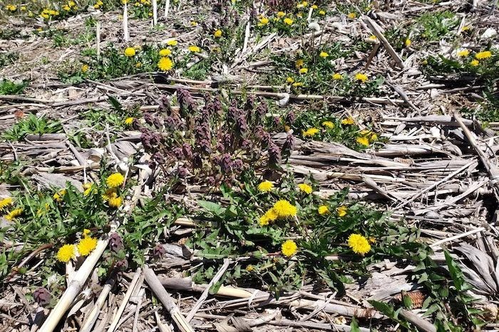 Relevant Spring Herbicide Issues: Burndown, Residuals & Drift