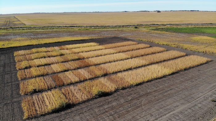 Crops  NDSU Agriculture