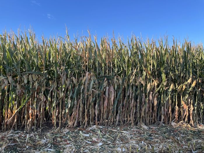 Dan Fohrman High Yield No-Till Corn Minnesota.jpg