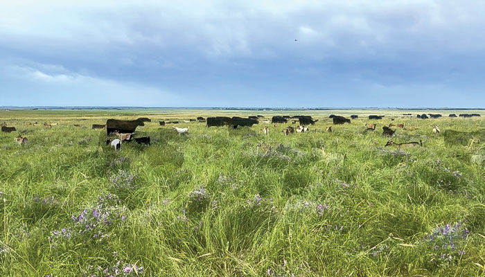 Mixed-livestock-groups.jpg