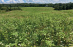 Norris-Cover-Crop-Mix.jpg