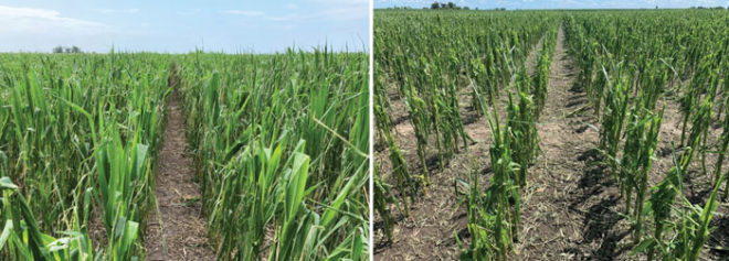 The 7 Key Components of 300-Bushel No-Till Corn